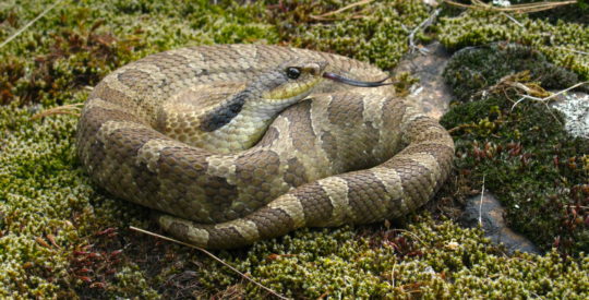 A Western Hognose Snake. Photo credit: Tianna Burke