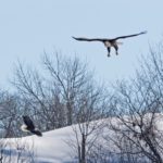 Bald Eagles in flight. Photo Credit: Ted Krug