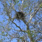 Bald Eagle nest near Lake Erie. Photo Credit: Scott Gillingwater